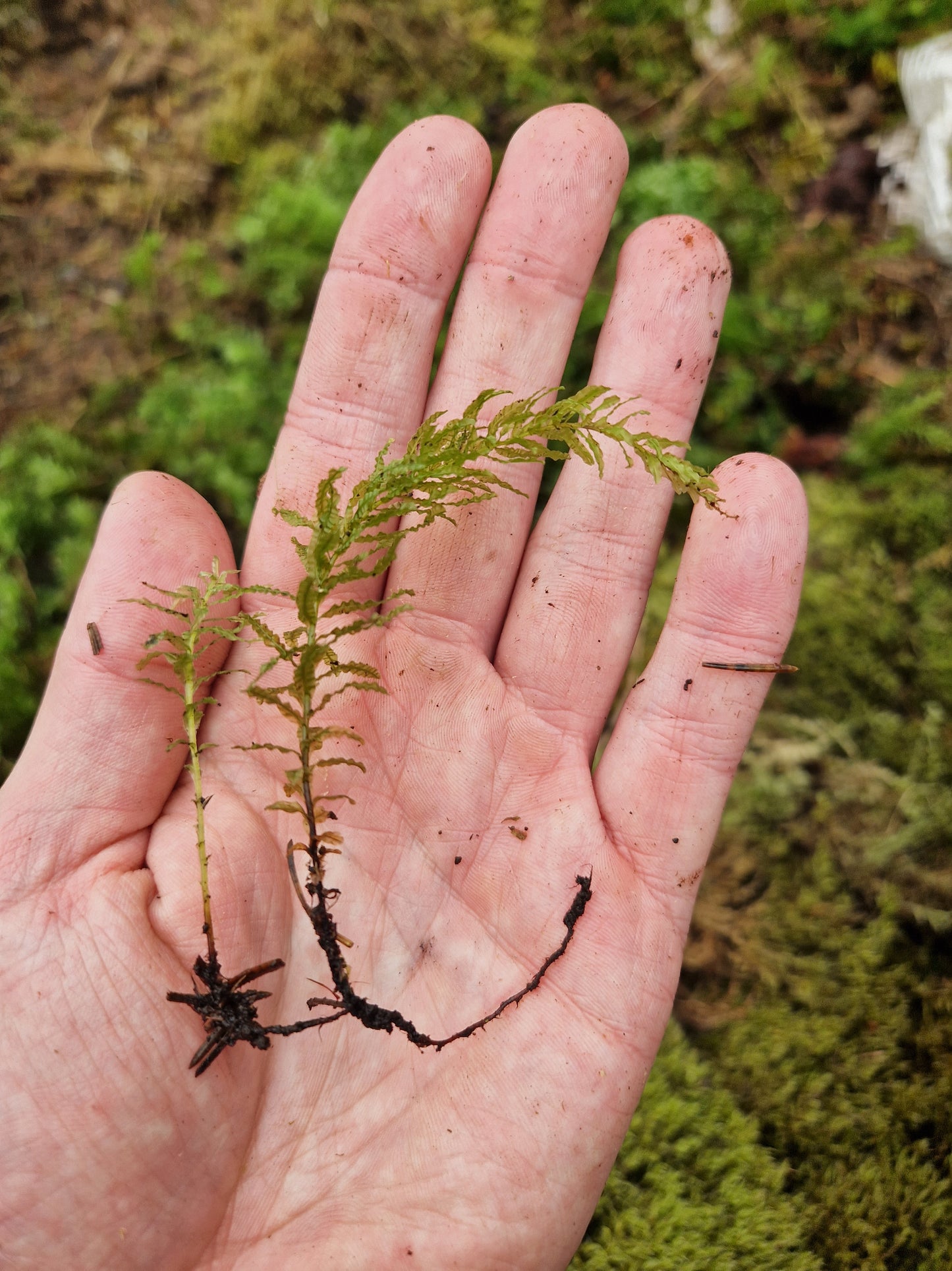 Hart’s-tongue Thyme-moss (Plagiomnium undulatum)