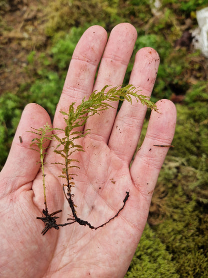 Hart’s-tongue Thyme-moss (Plagiomnium undulatum)