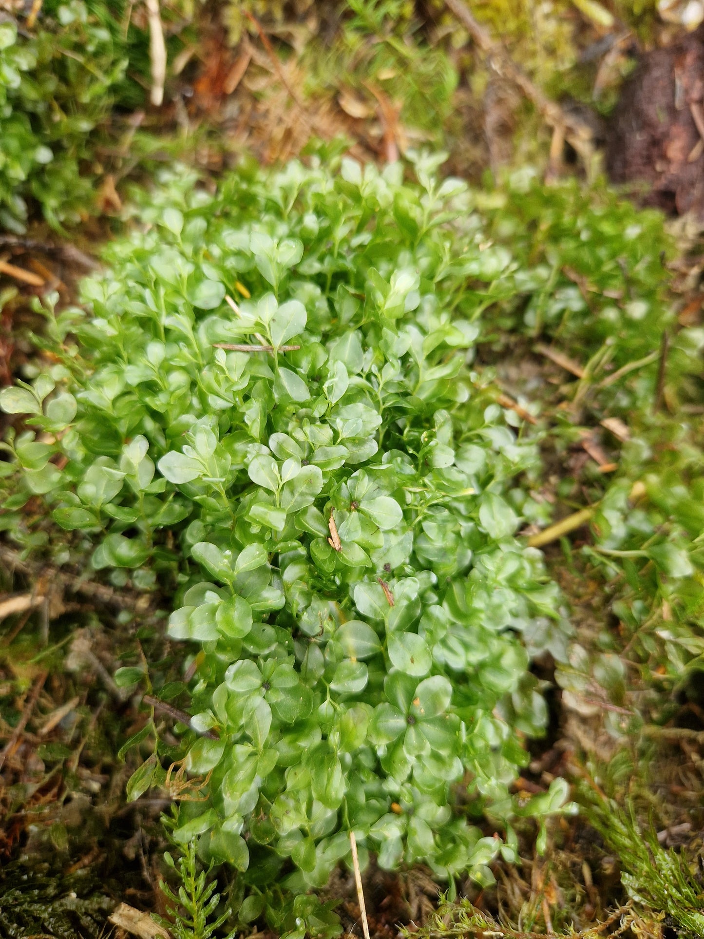 Dotted Thyme-Moss (Rhizomnium punctatum)