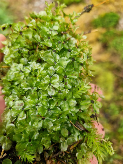 Dotted Thyme-Moss (Rhizomnium punctatum)