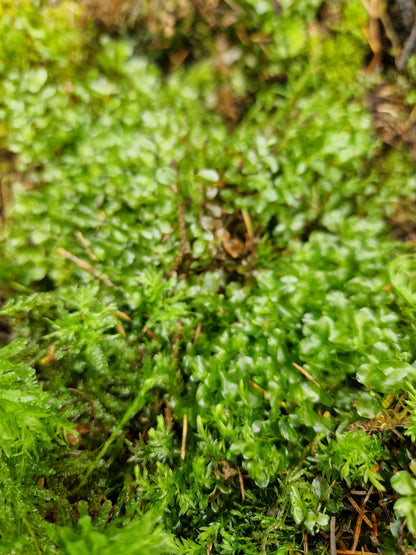 Dotted Thyme-Moss (Rhizomnium punctatum)