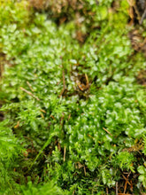 Load image into Gallery viewer, Dotted Thyme-Moss (Rhizomnium punctatum)
