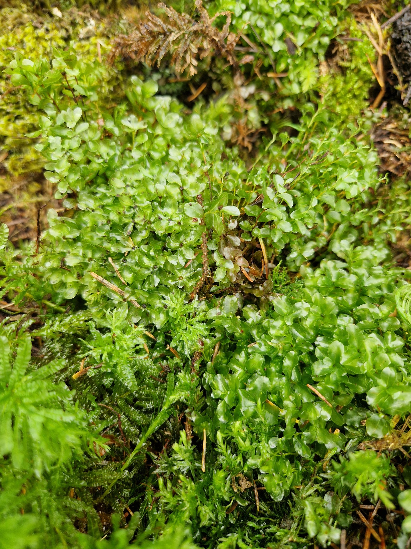 Dotted Thyme-Moss (Rhizomnium punctatum)