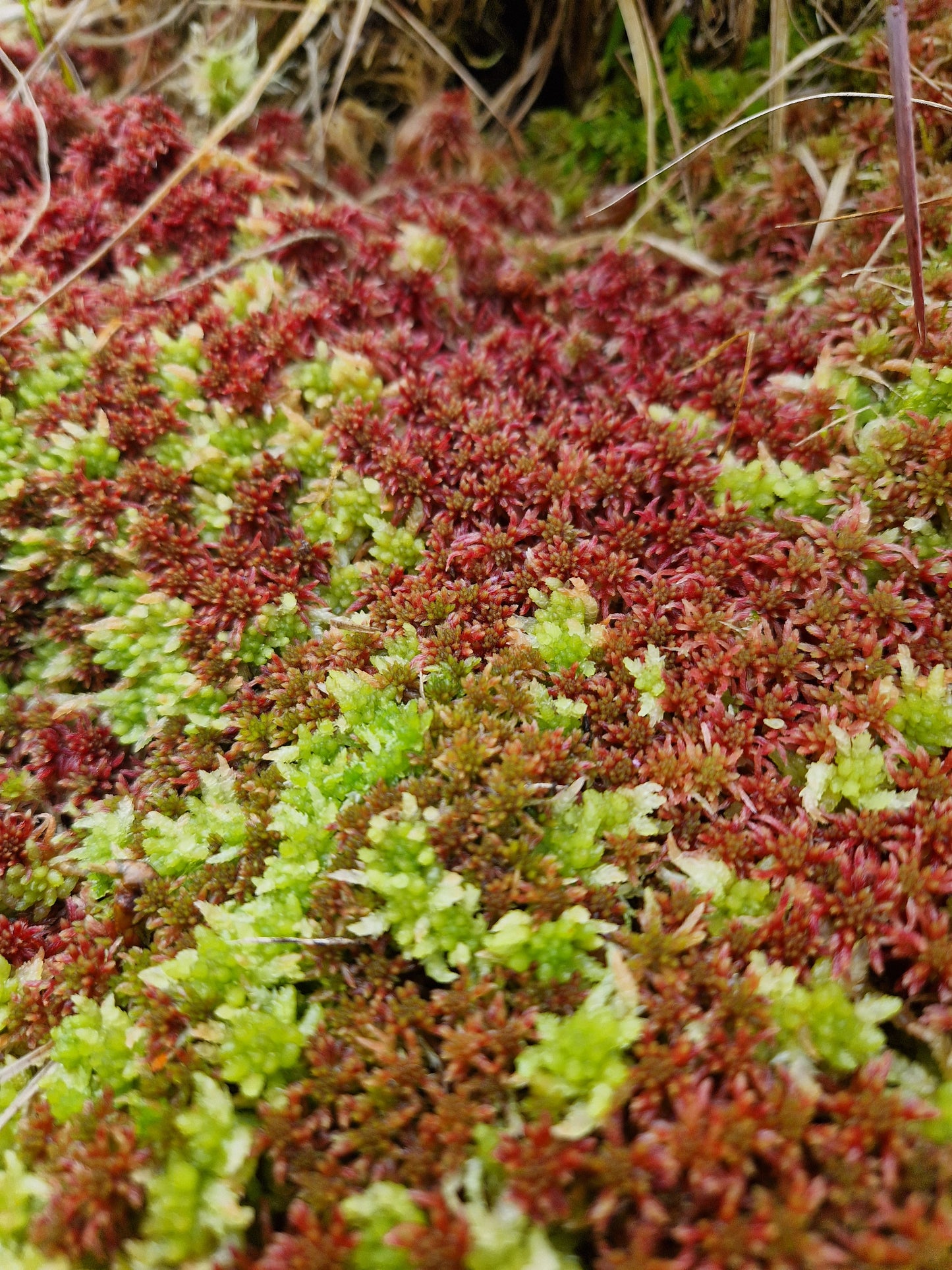 Sphagnum Mix (Sphagnum mix)