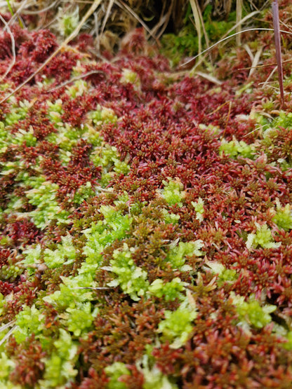 Sphagnum Mix (Sphagnum mix)