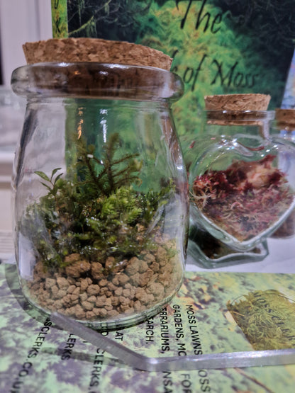 Mossariums Ready Made