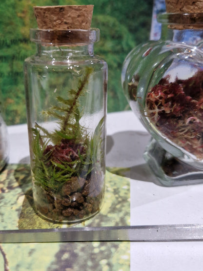 Mossarium Kits