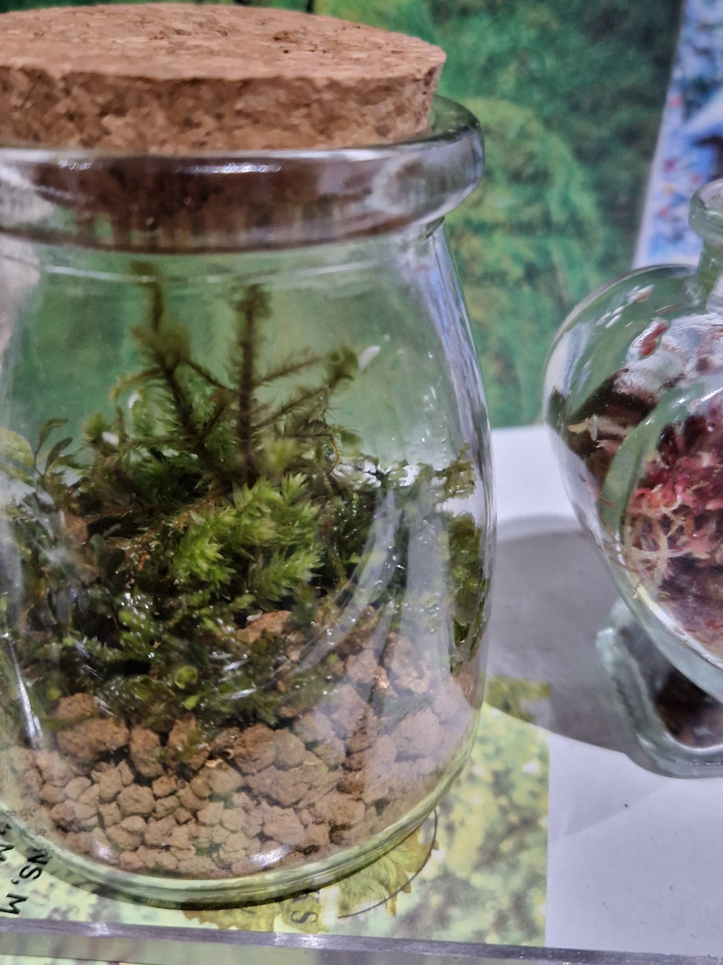 Mossariums Ready Made