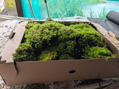 Broom Fork, Mood Moss, Woodland Cushion (Dicranum Scoparium)