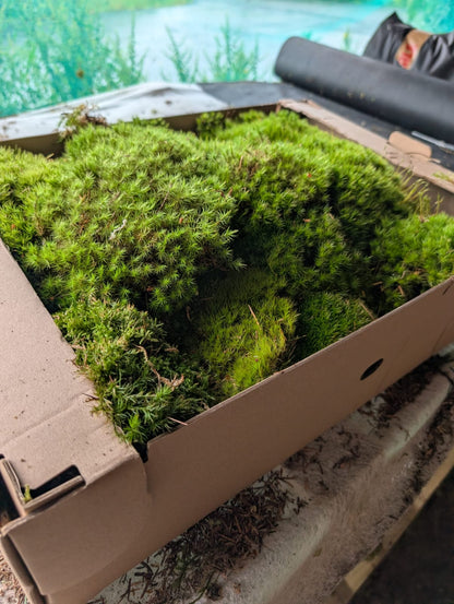 Broom Fork, Mood Moss, Woodland Cushion (Dicranum Scoparium)