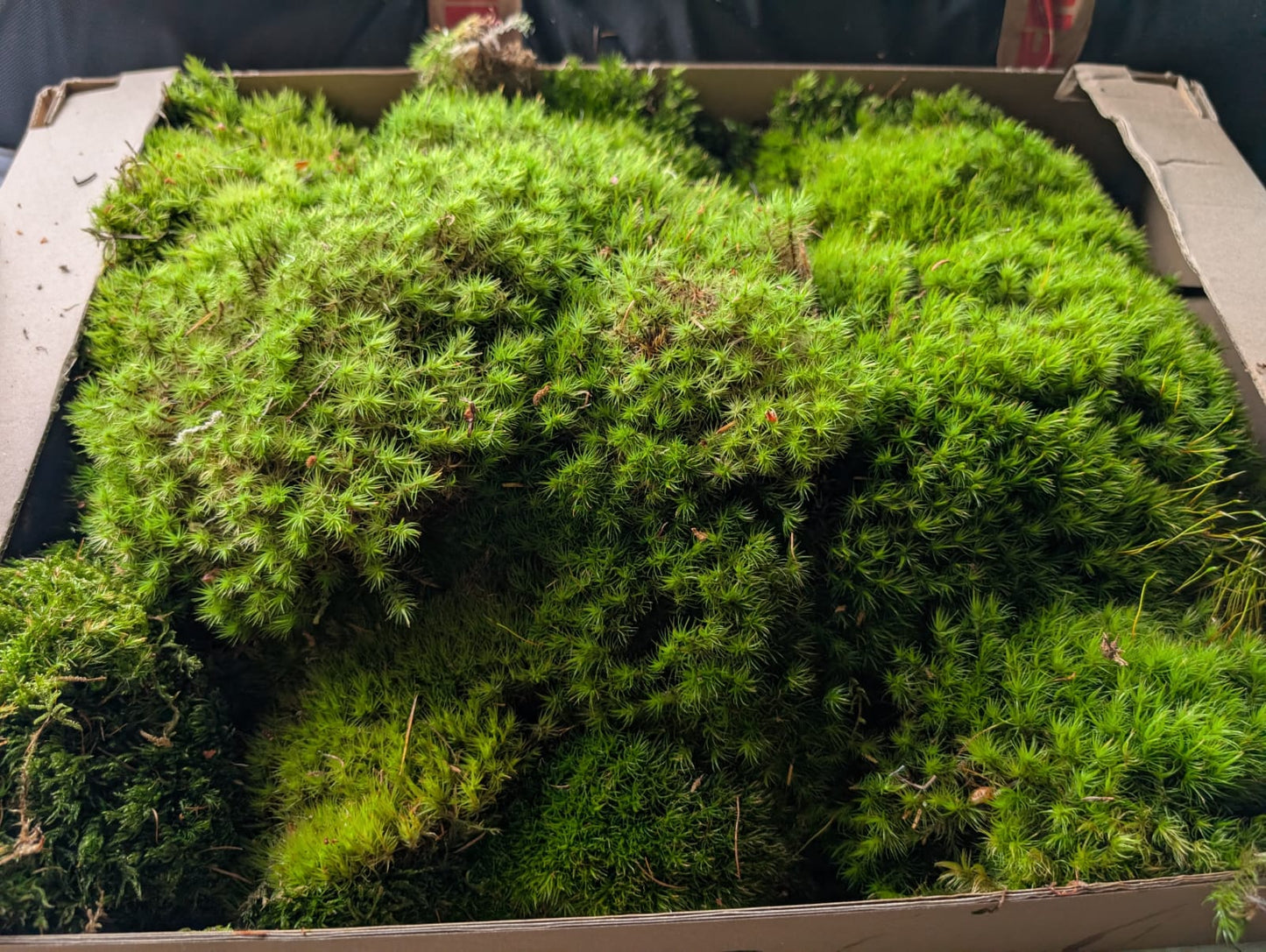 Broom Fork, Mood Moss, Woodland Cushion (Dicranum Scoparium)