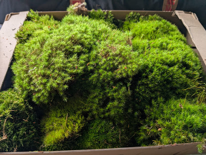 Broom Fork, Mood Moss, Woodland Cushion (Dicranum Scoparium)