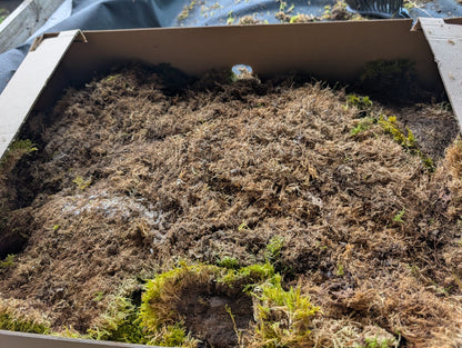 Hypnales - Carpet type mosses