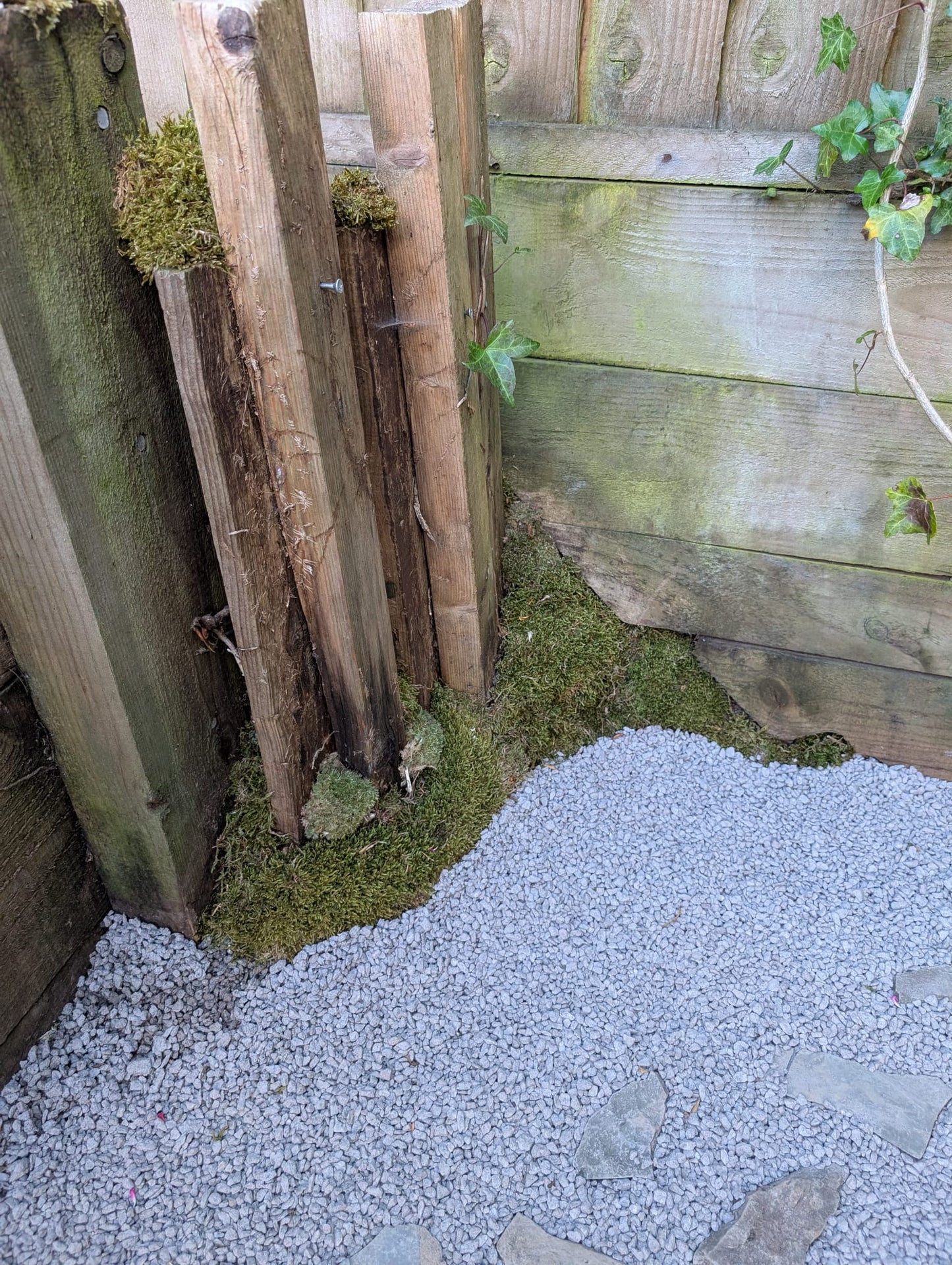 Garden Design/Site visit/Landscaping/Plants