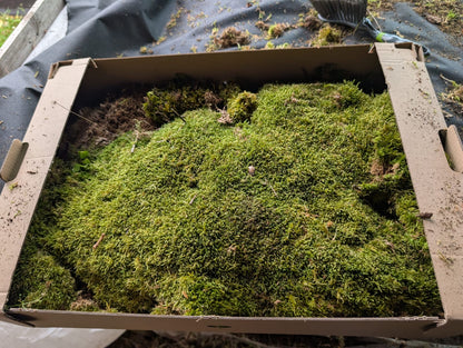 Hypnales - Carpet type mosses