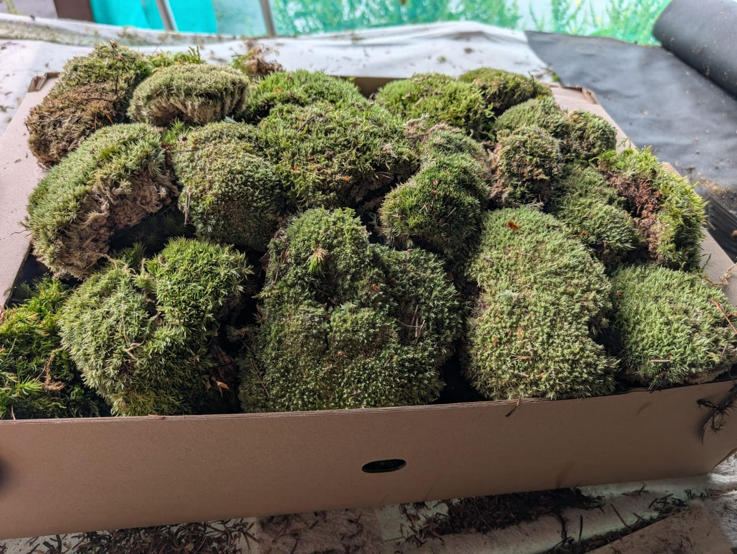 Bun Moss, Cushion Moss, Pincushion Moss, WhiteMoss ( Leucobryum )