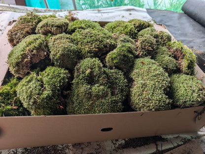 Bun Moss, Cushion Moss, Pincushion Moss, WhiteMoss ( Leucobryum )