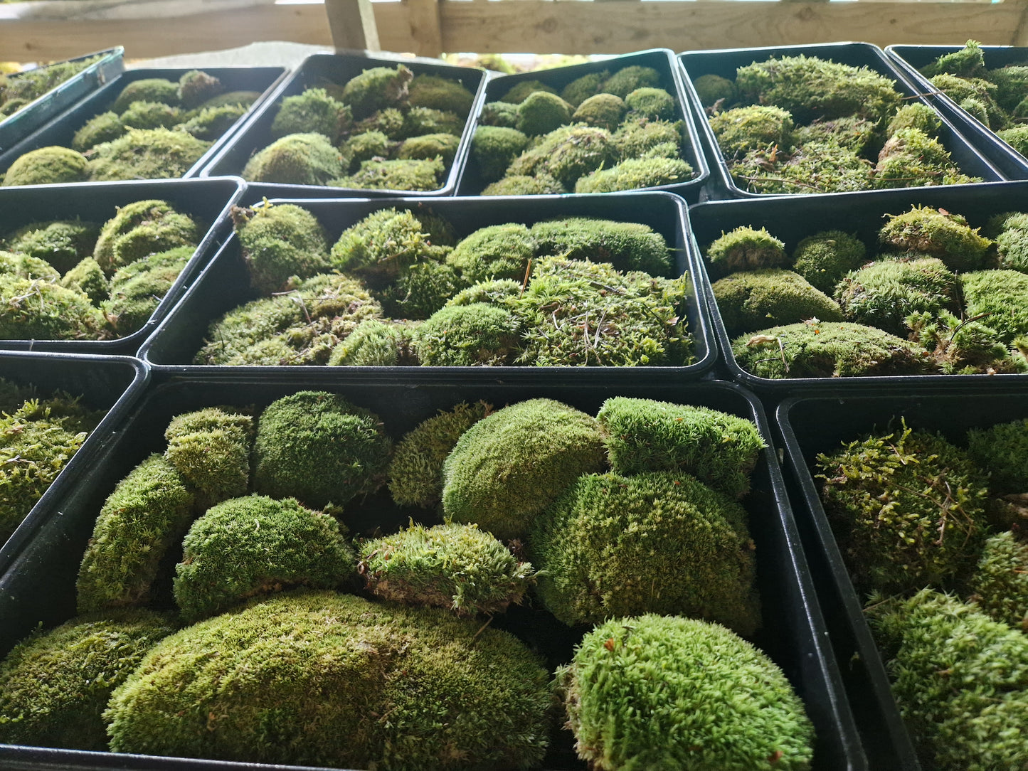 Bun Moss, Cushion Moss, Pincushion Moss, WhiteMoss ( Leucobryum )