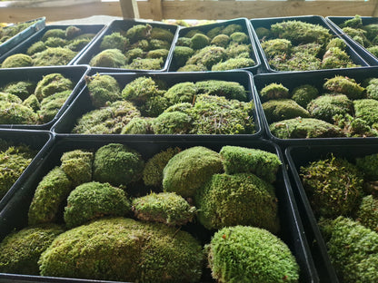Bun Moss, Cushion Moss, Pincushion Moss, WhiteMoss ( Leucobryum )