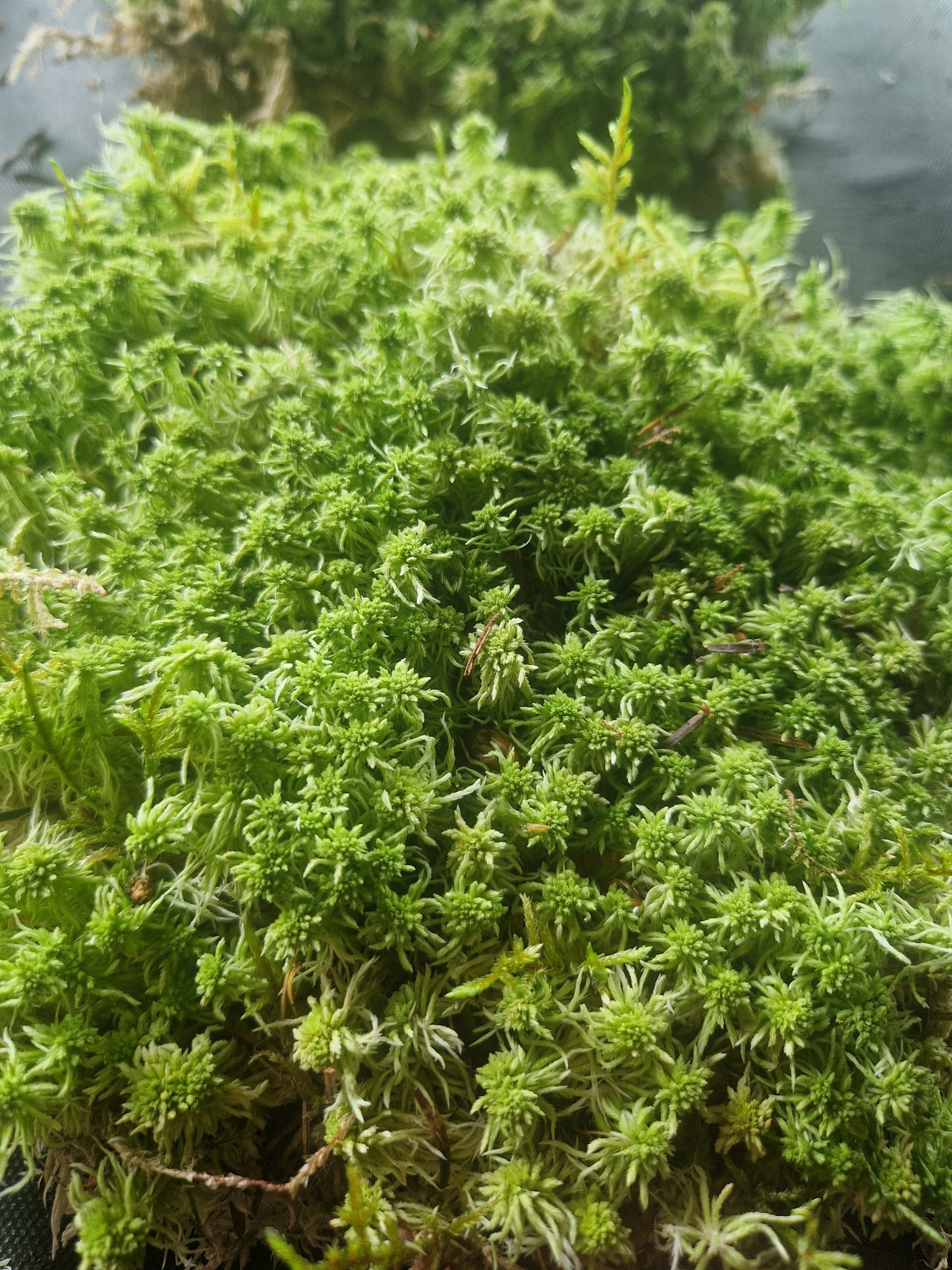 Sphagnum Green Lower Quality Mix