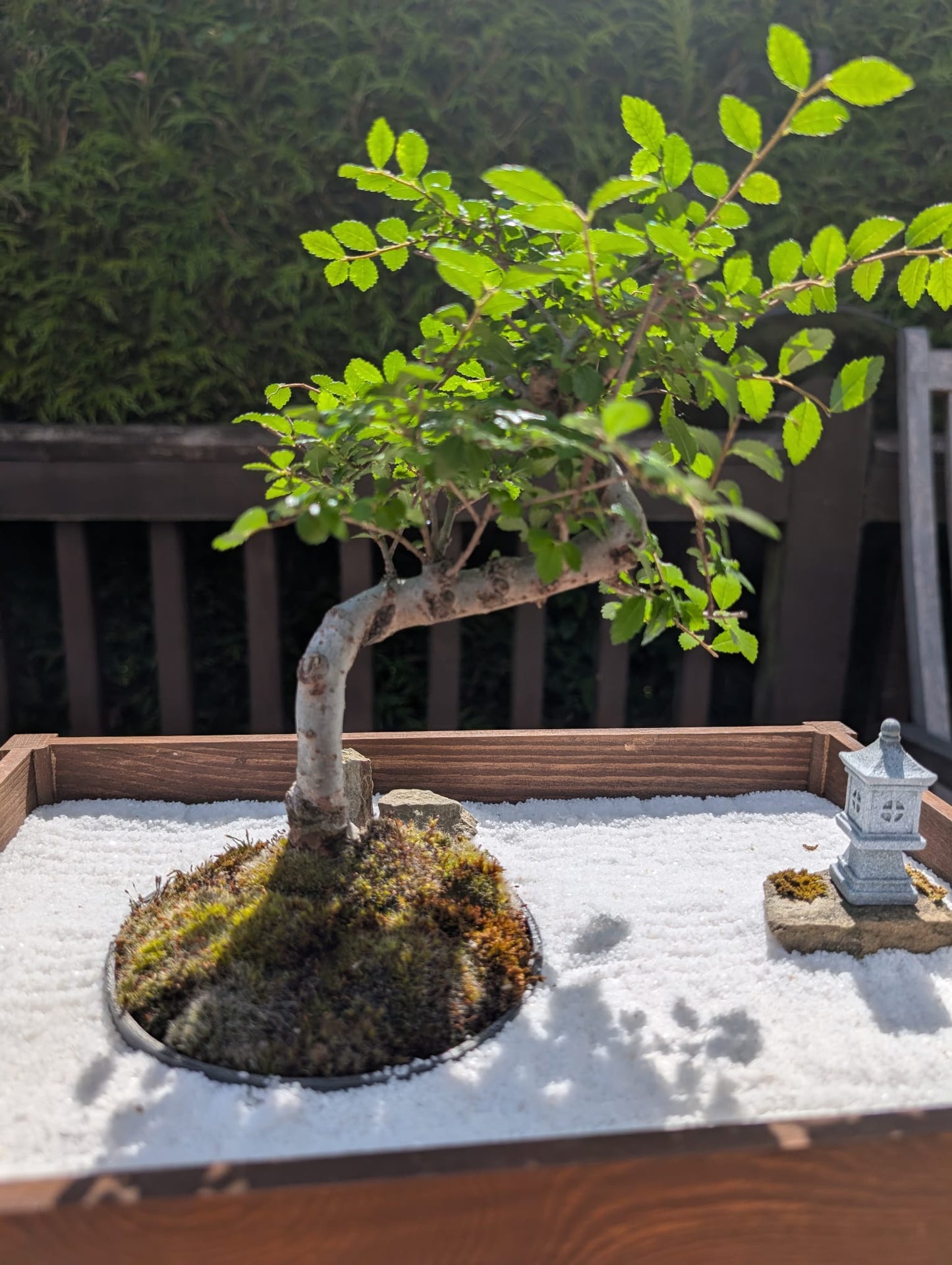 Miniature Kyoto Zen Gardens