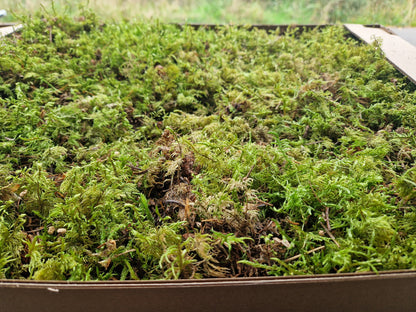 Glittering Wood moss ( Hylocomium splendens )