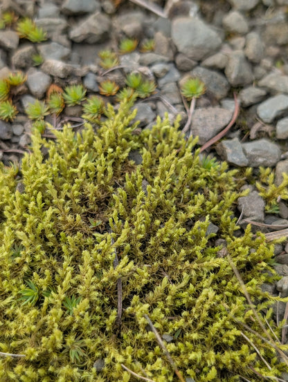 Mix Moss for Rocks/Boulders