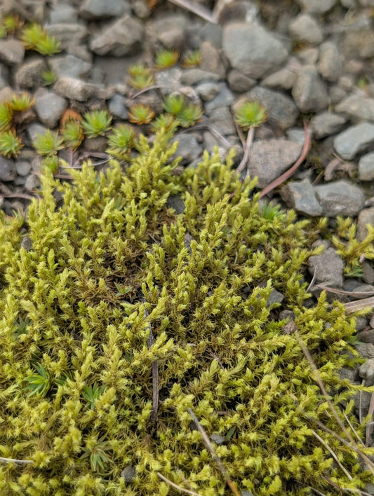 Mix Moss for Rocks/Boulders