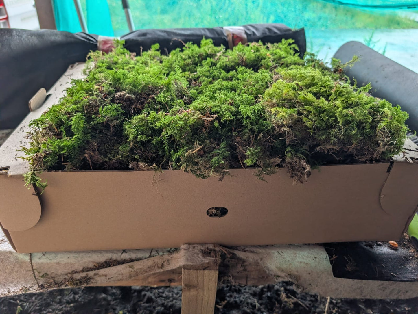 Tamarisk Moss ( Thuidium tamariscinum/delicatulum )
