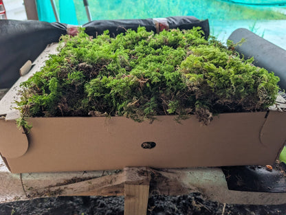 Tamarisk Moss ( Thuidium tamariscinum/delicatulum )