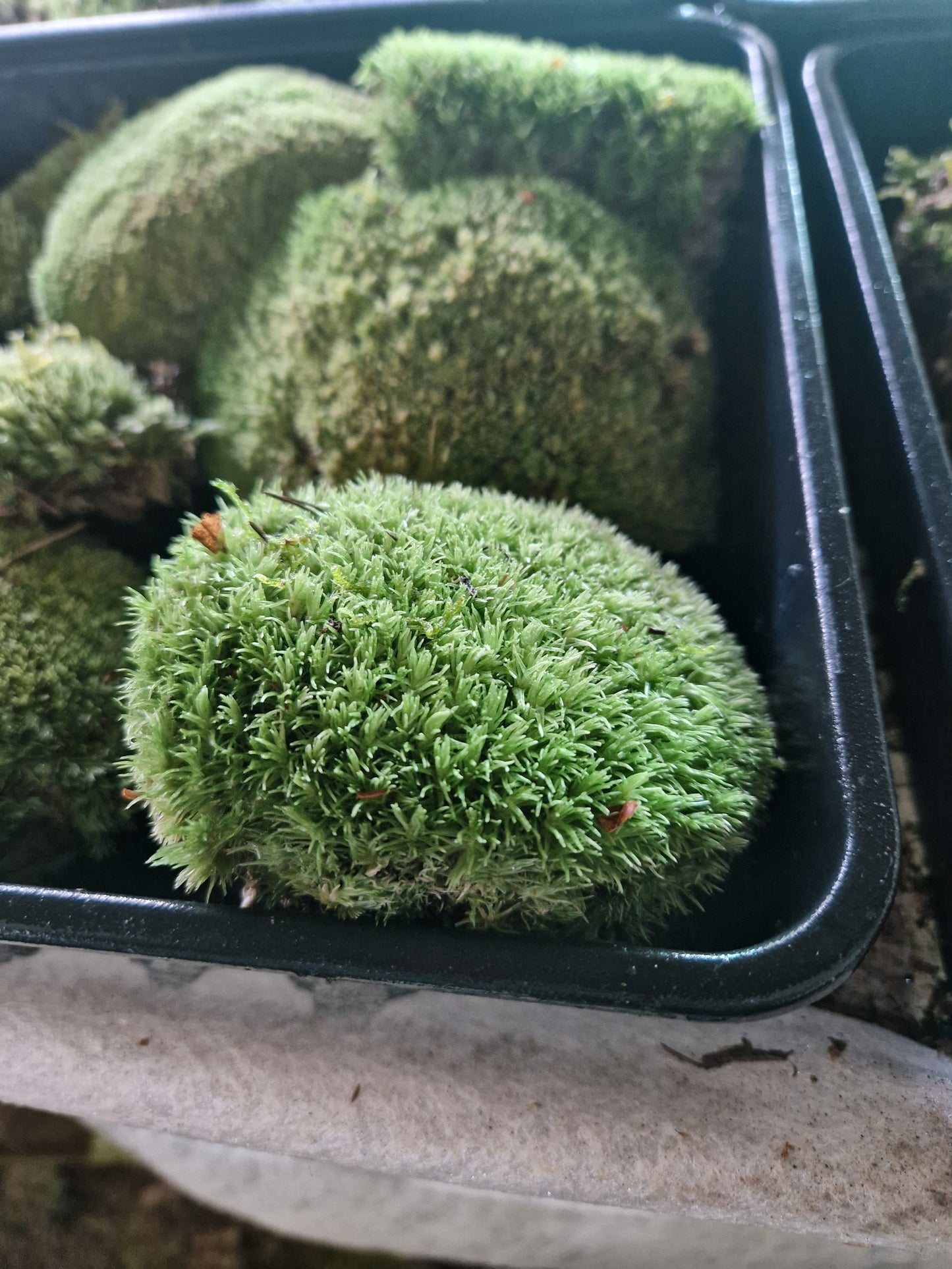 Bun Moss, Cushion Moss, Pincushion Moss, WhiteMoss ( Leucobryum )