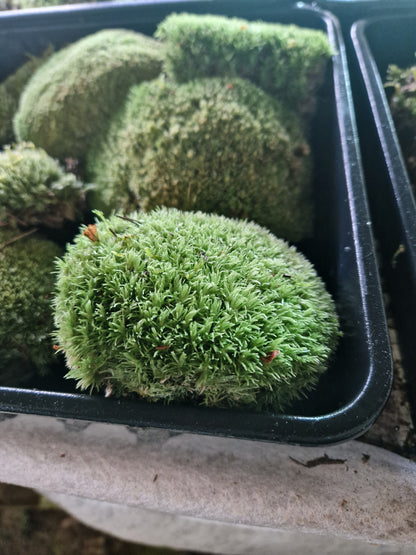Bun Moss, Cushion Moss, Pincushion Moss, WhiteMoss ( Leucobryum )