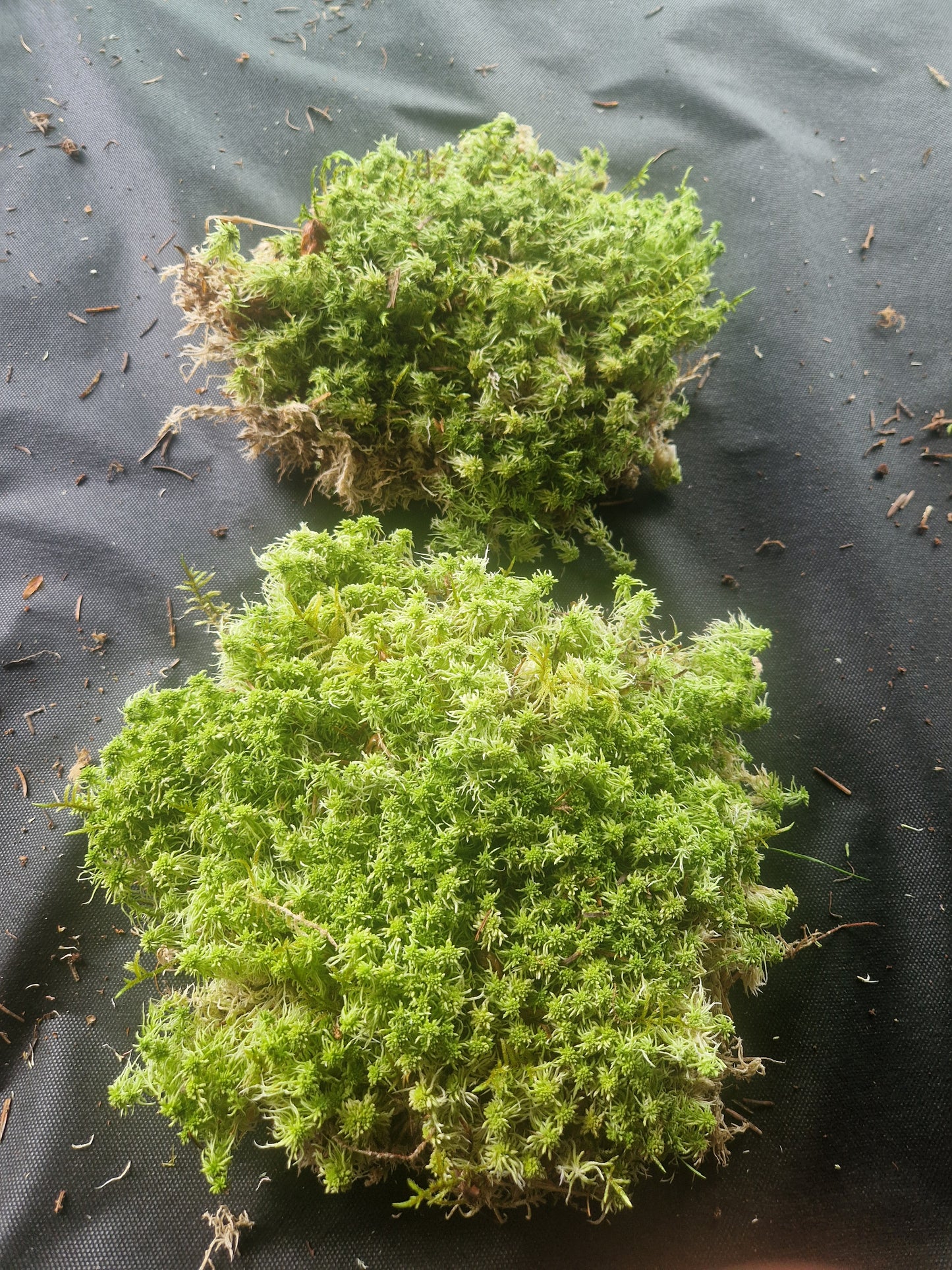 Sphagnum Green Lower Quality Mix