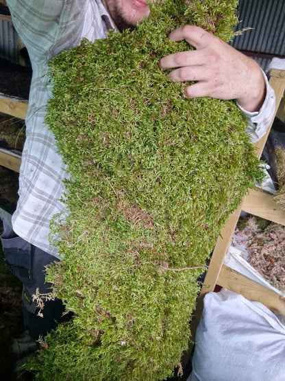 Hypnales Carpet Moss Lawn