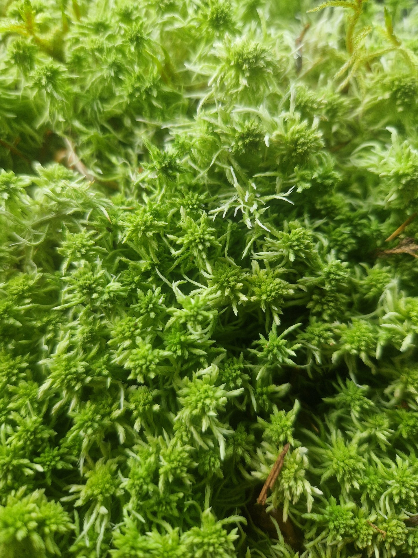 Sphagnum Green Lower Quality Mix