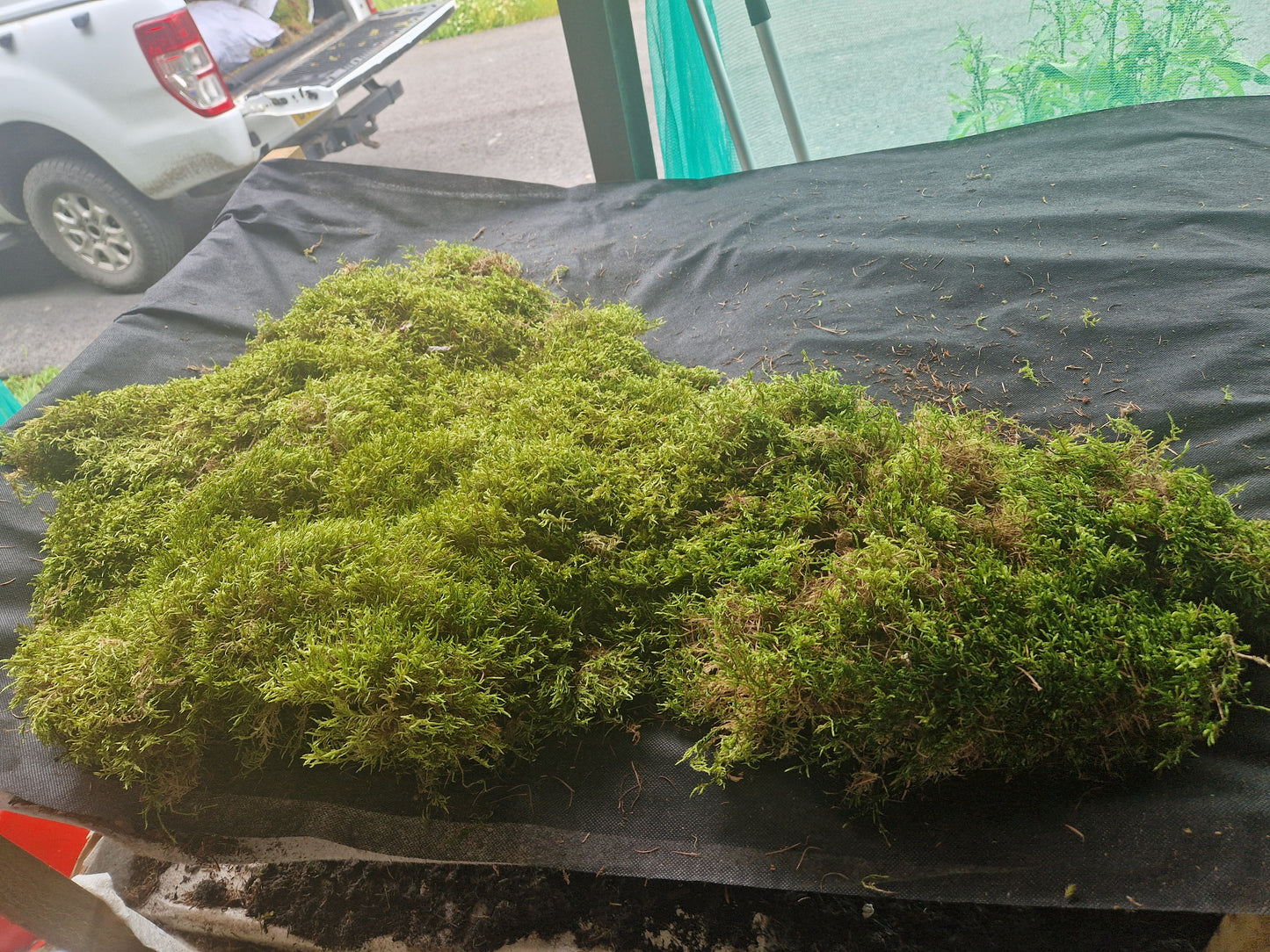 Red Stem Feather Moss ( Pleurozium )