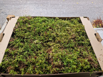 Glittering Wood moss ( Hylocomium splendens )