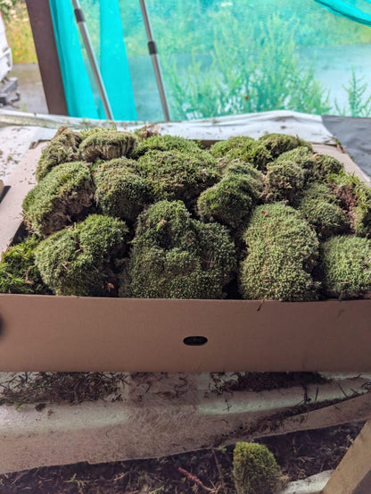 Bun Moss, Cushion Moss, Pincushion Moss, WhiteMoss ( Leucobryum )
