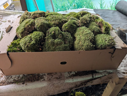 Bun Moss, Cushion Moss, Pincushion Moss, WhiteMoss ( Leucobryum )