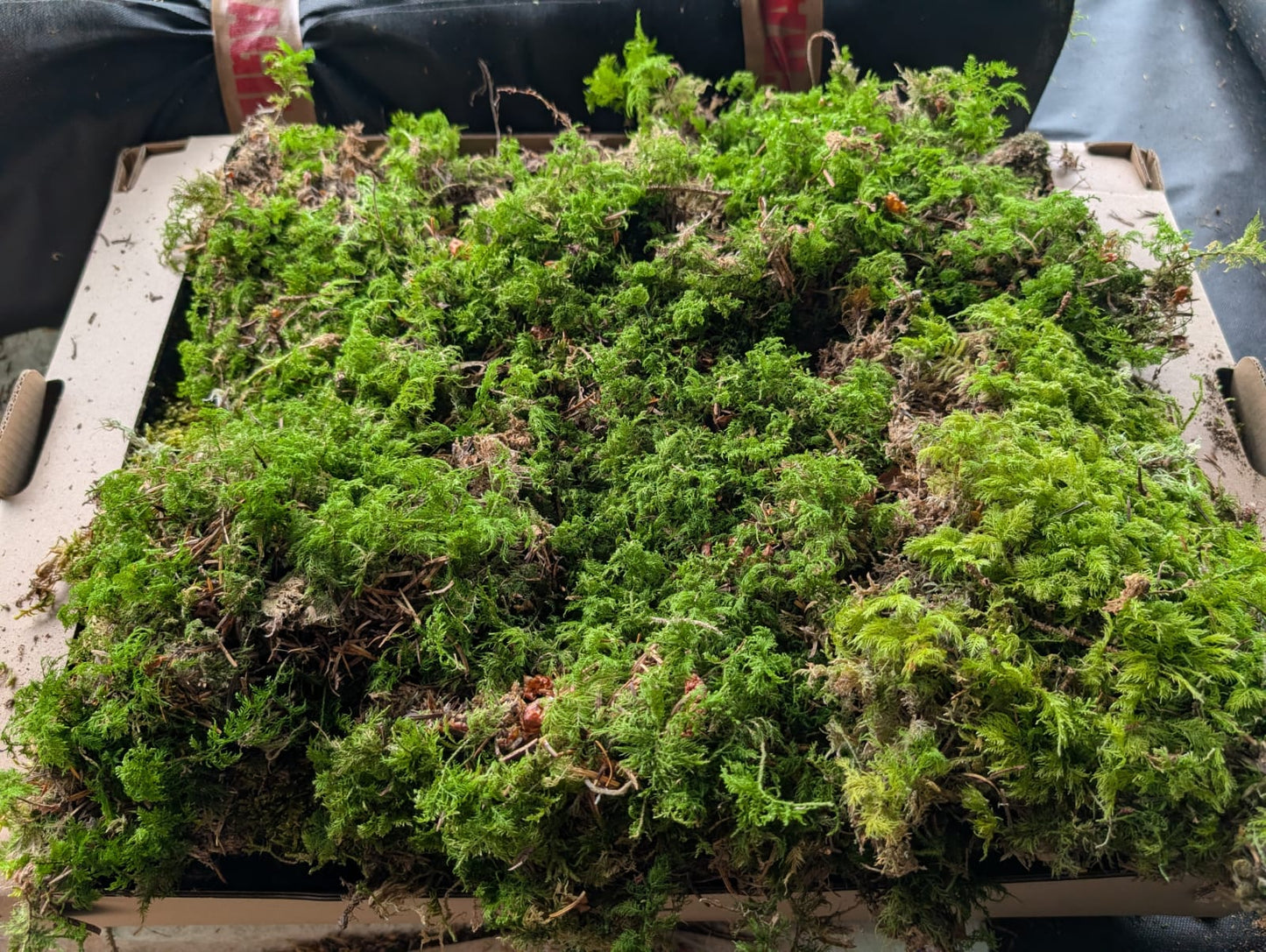 Tamarisk Moss ( Thuidium tamariscinum/delicatulum )