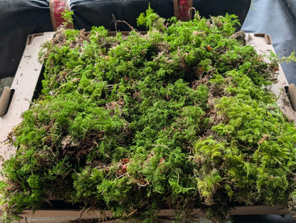 Tamarisk Moss ( Thuidium tamariscinum/delicatulum )