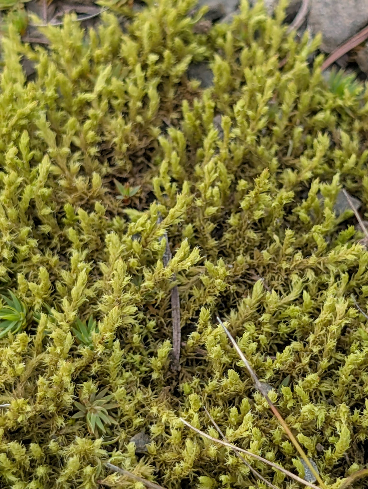 Mix Moss for Rocks/Boulders
