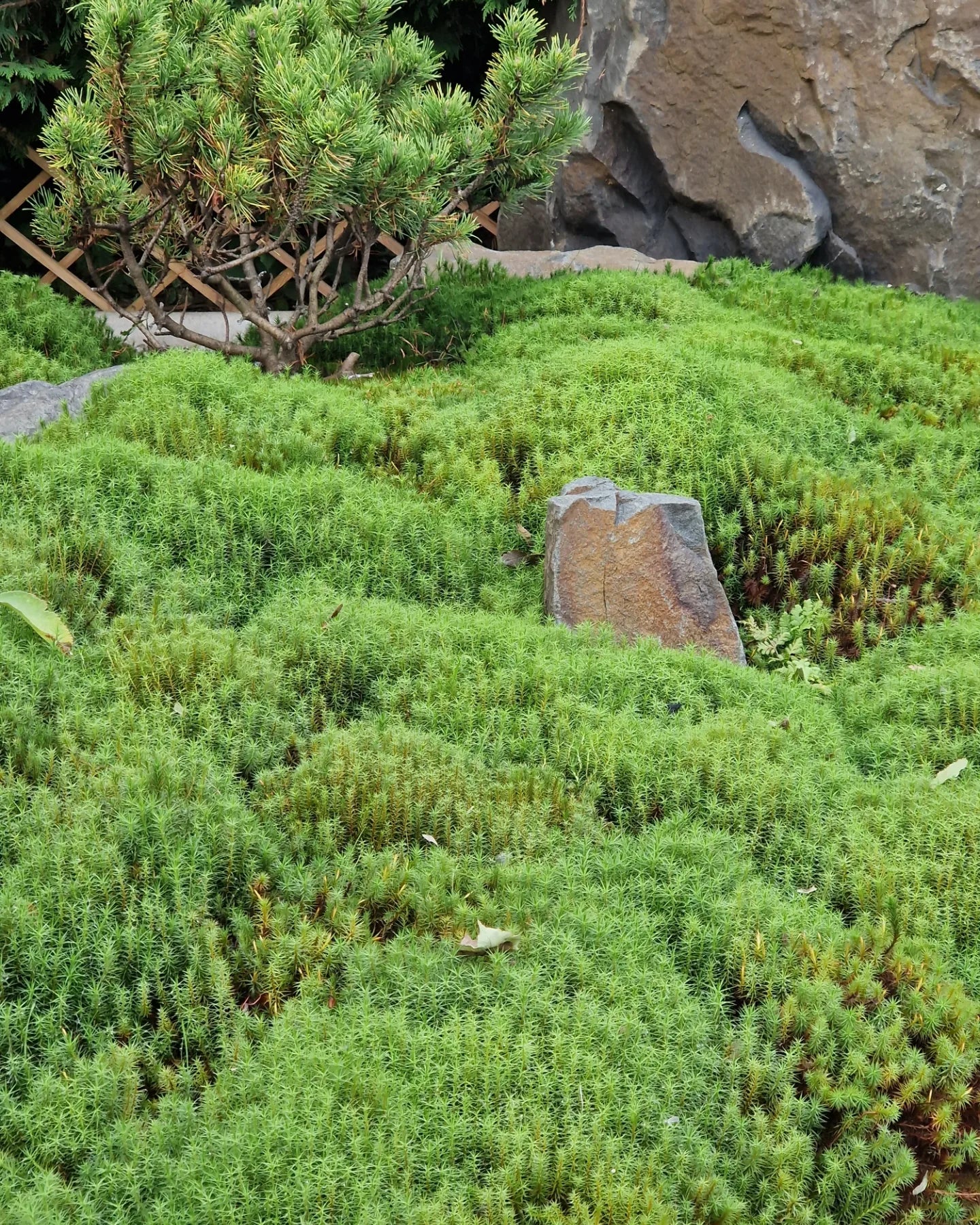 Haircap Moss Lawn