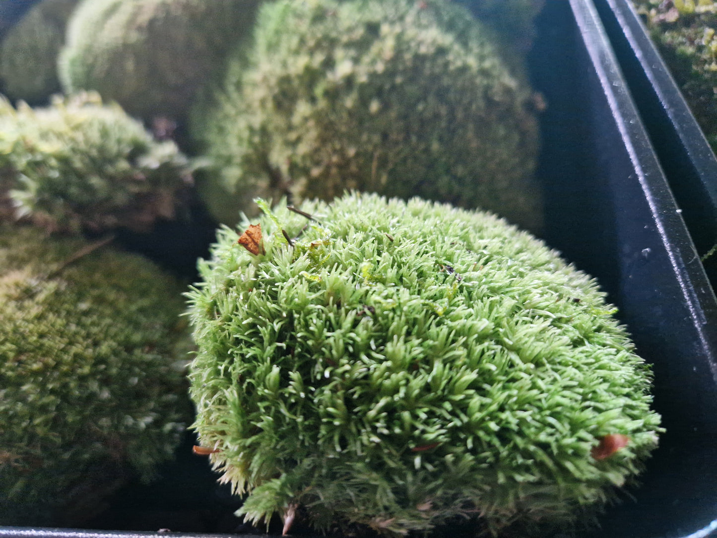 Bun Moss, Cushion Moss, Pincushion Moss, WhiteMoss ( Leucobryum )
