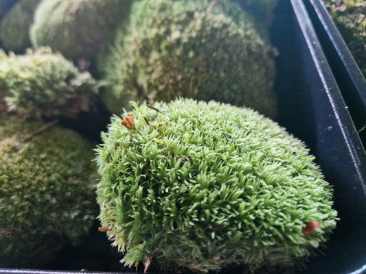 Bun Moss, Cushion Moss, Pincushion Moss, WhiteMoss ( Leucobryum )