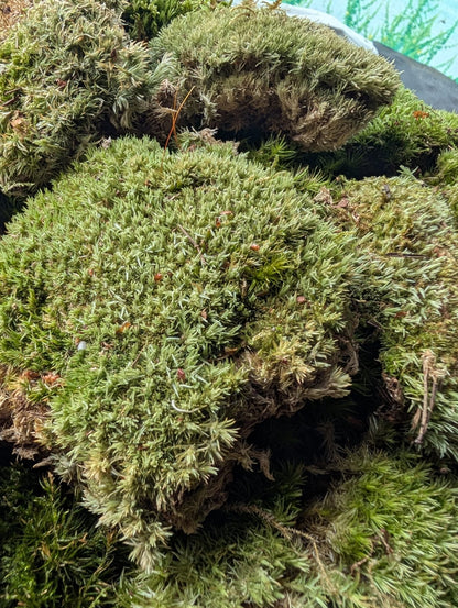 Bun Moss, Cushion Moss, Pincushion Moss, WhiteMoss ( Leucobryum )
