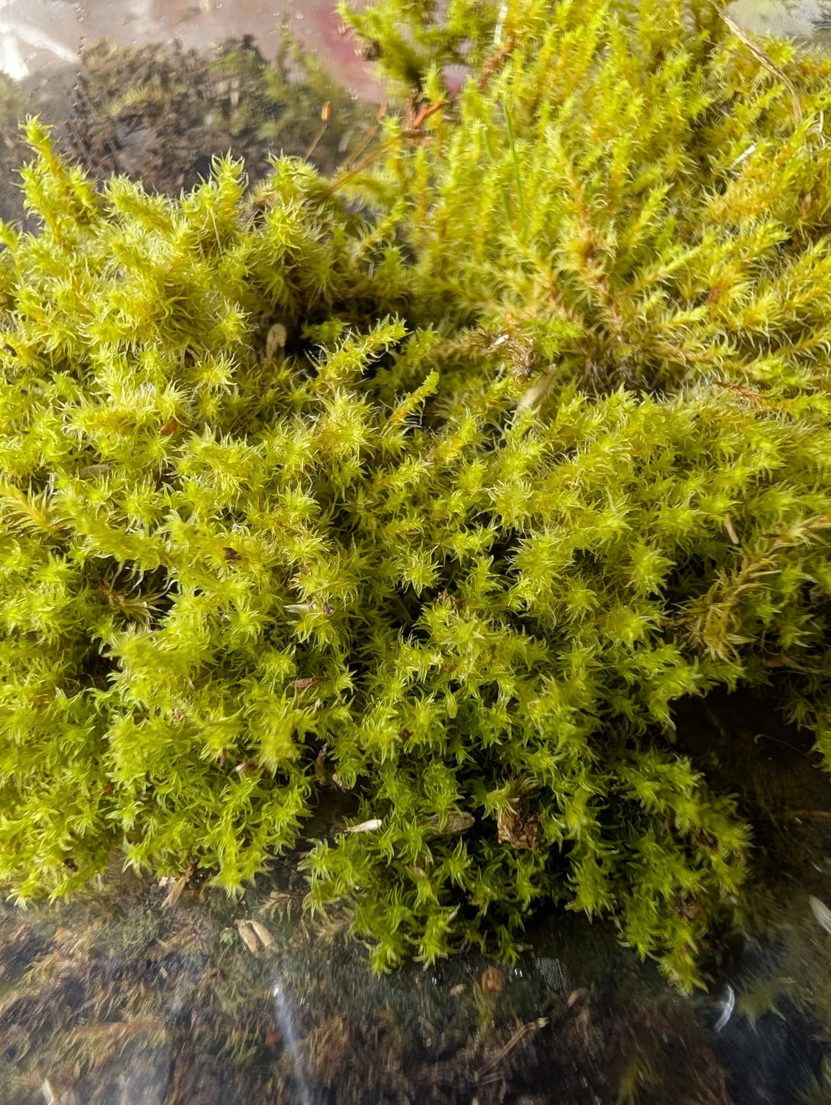 Mix Moss for Rocks/Boulders