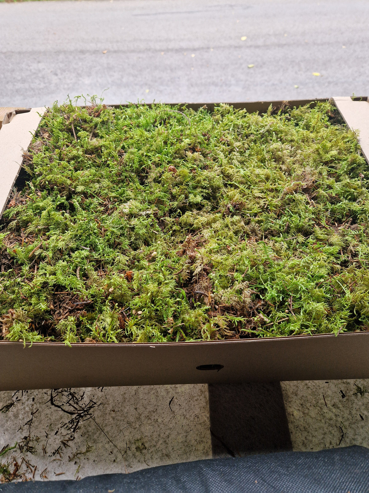 Glittering Wood moss ( Hylocomium splendens )