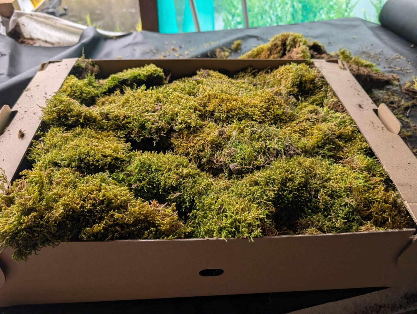 Hypnales - Carpet type mosses
