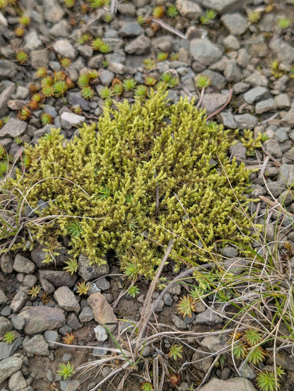 Mix Moss for Rocks/Boulders